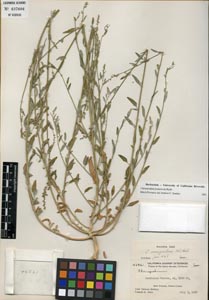 Herbarium Sheet of 